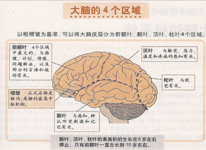 大脑的五个功能区域图图片