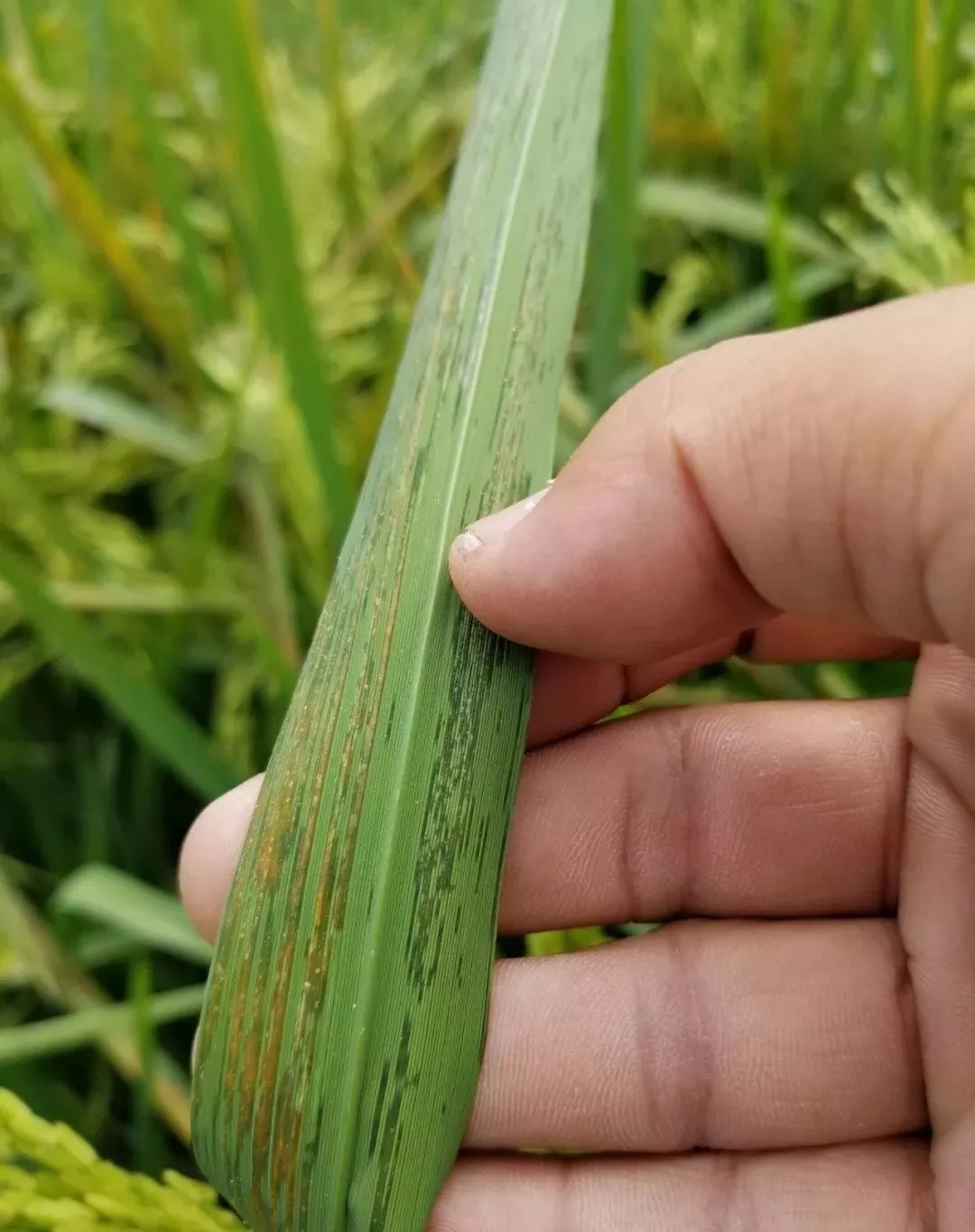 水稻细菌性条斑病防治图文识别技术