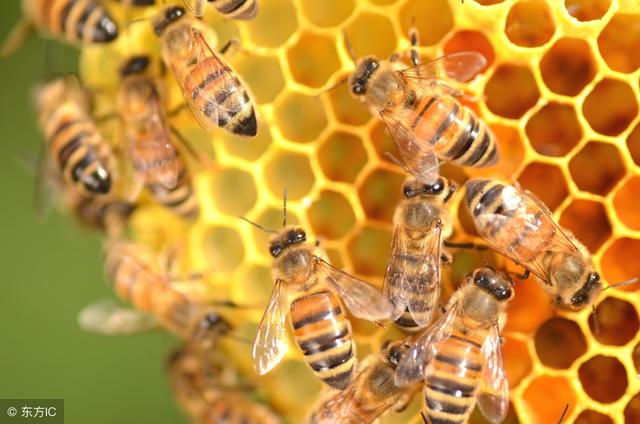 蜜蜂酿蜜的过程