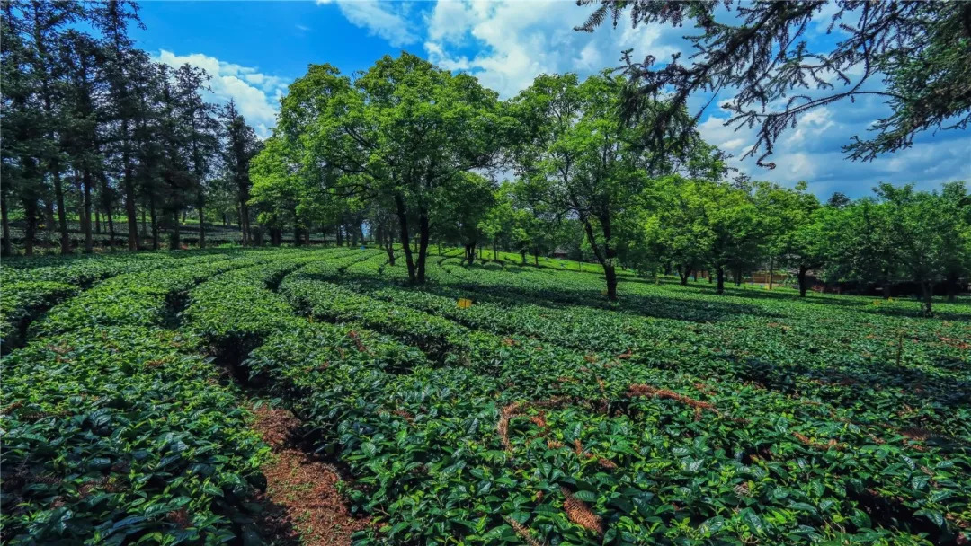 勐海国际茶王节优惠信息出炉这个国庆玩转勐海