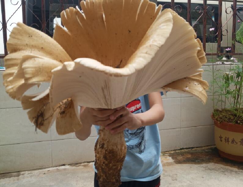 云南现巨型鸡枞王菌盖绽放根粗壮重两斤半