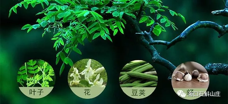 辣木(辣木树)