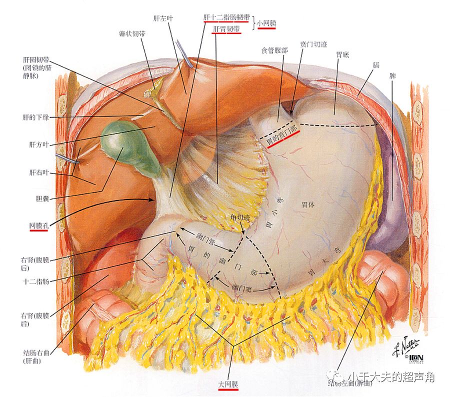 大小网膜解剖分布图图片