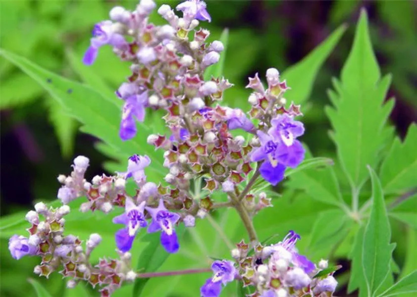 【每日一花】荆条花,枝条着地部分极易生根!