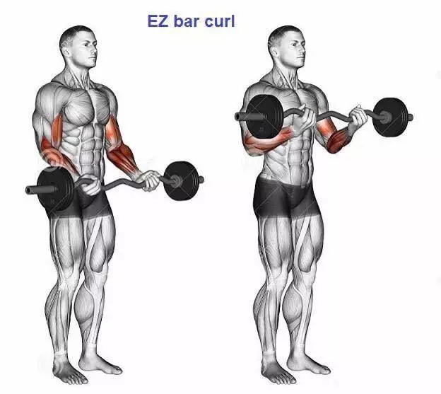 臂力棒锻炼哪些肌肉图图片