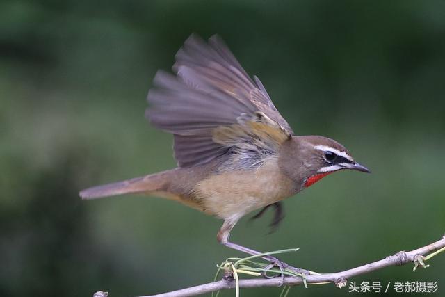 這隻鳥的下巴頦真紅