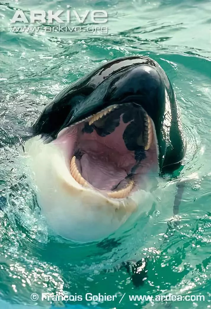 虎鲸有着尖利的牙齿,是出色的猎手图片来源于wwwarkive