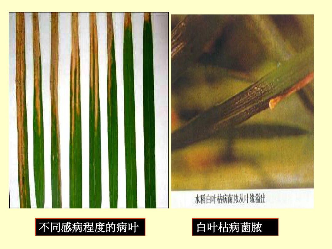 水稻白叶枯病病原类型图片