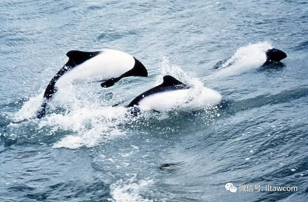 海洋科普493海洋中的大熊猫花斑喙头海豚