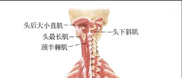 纳西亚健身系列之泡沫轴放松枕下肌群泡沫轴放松方法