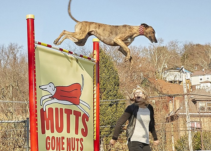 全球跳得最高的狗创下1917厘米的跳高纪录