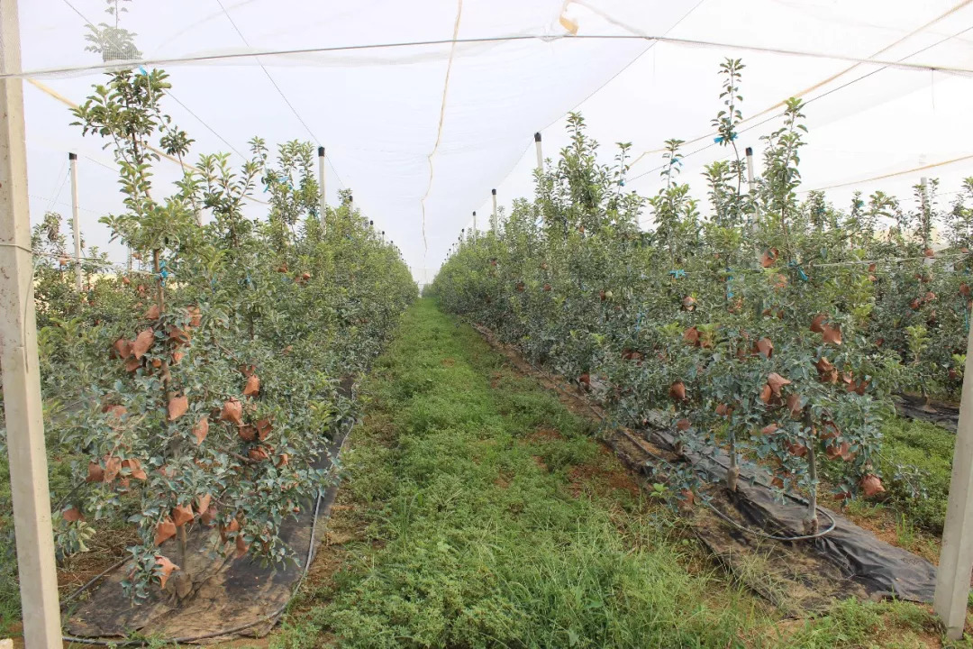 烟台矮化苹果苗木基地图片