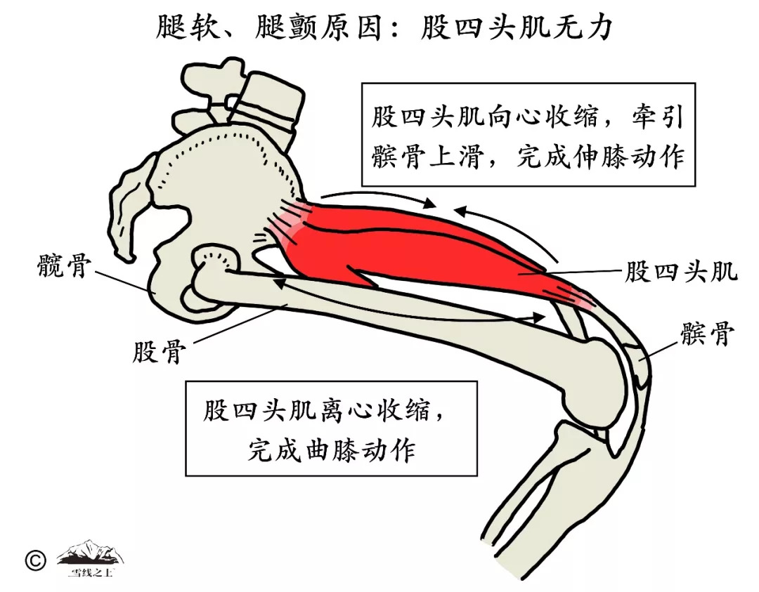 肌肉向心运动图片