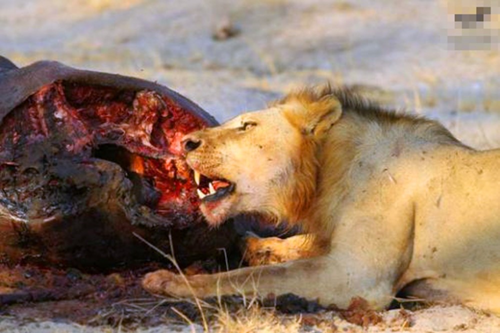 獅子獵殺完在吃肉不過這皮實在太厚獅子表情都變樣了