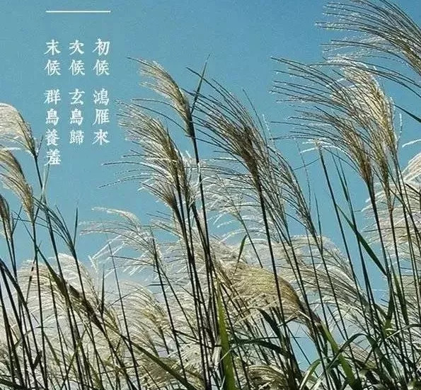 【诗词赏析《玉京秋·烟水阔》作者:白居易