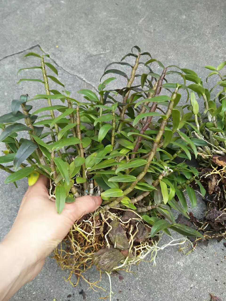 铁皮石斛种植条件(铁皮石斛种植条件和要求)