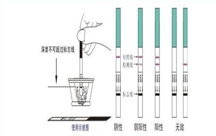 早孕试纸原理示意图图片