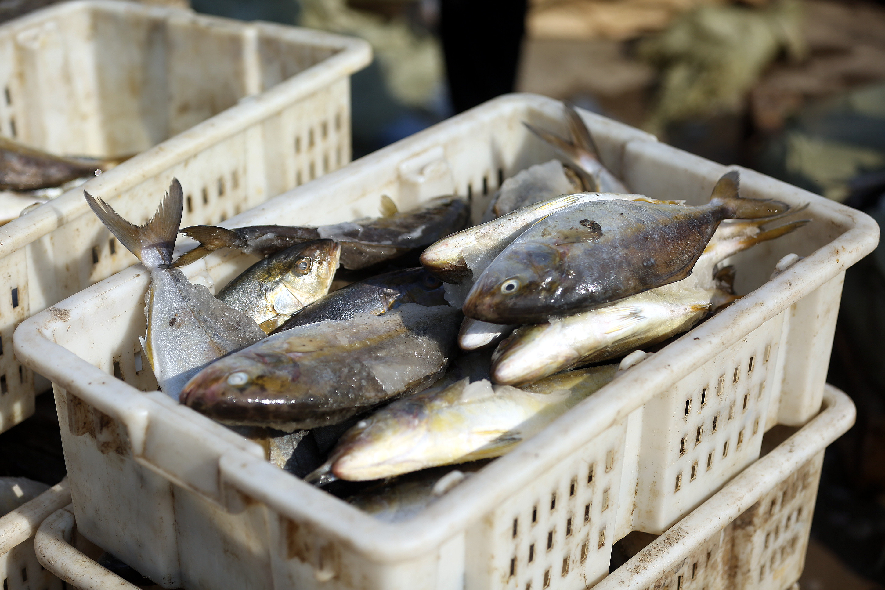 石岛赤山开海,渔民捕鱼一条罕见的鲅鱼跟人一样高