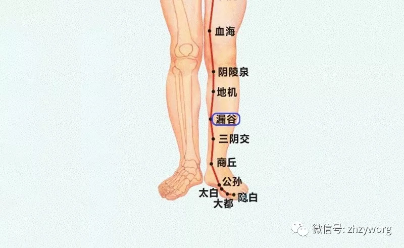 小腿对应的器官图图片