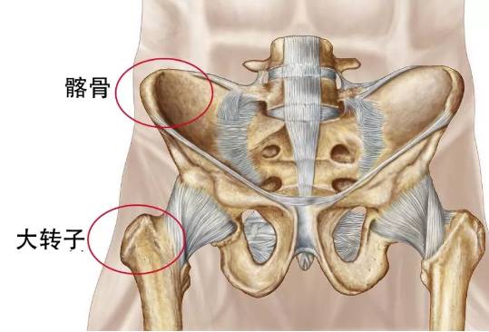 股骨头大转子位置图片