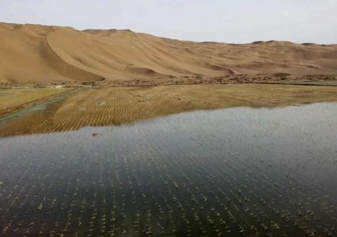 而对李绍华来说,沙漠种植水稻最大的意义在于,可以帮助当地农民致富