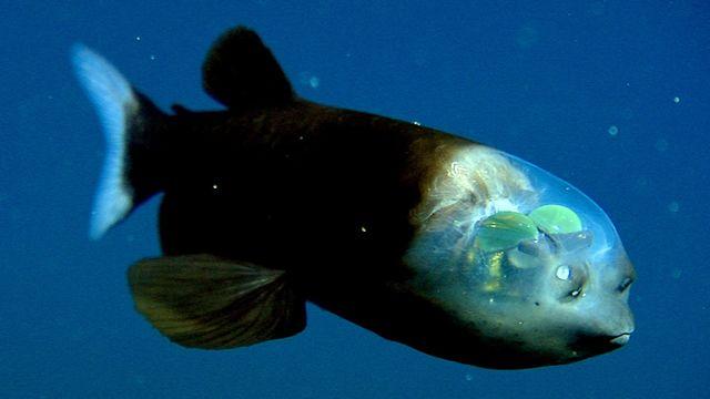 人类无法窥其全貌的黑暗领域海洋深处奇怪又可怕的生物