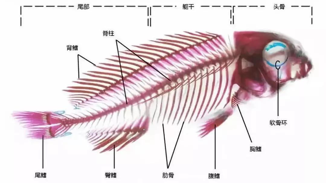 草鱼鱼骨结构图片