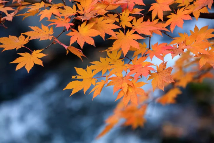 待到秋风起,枫叶最相思,赏枫不用去加拿大,辽吉秋色非来不可