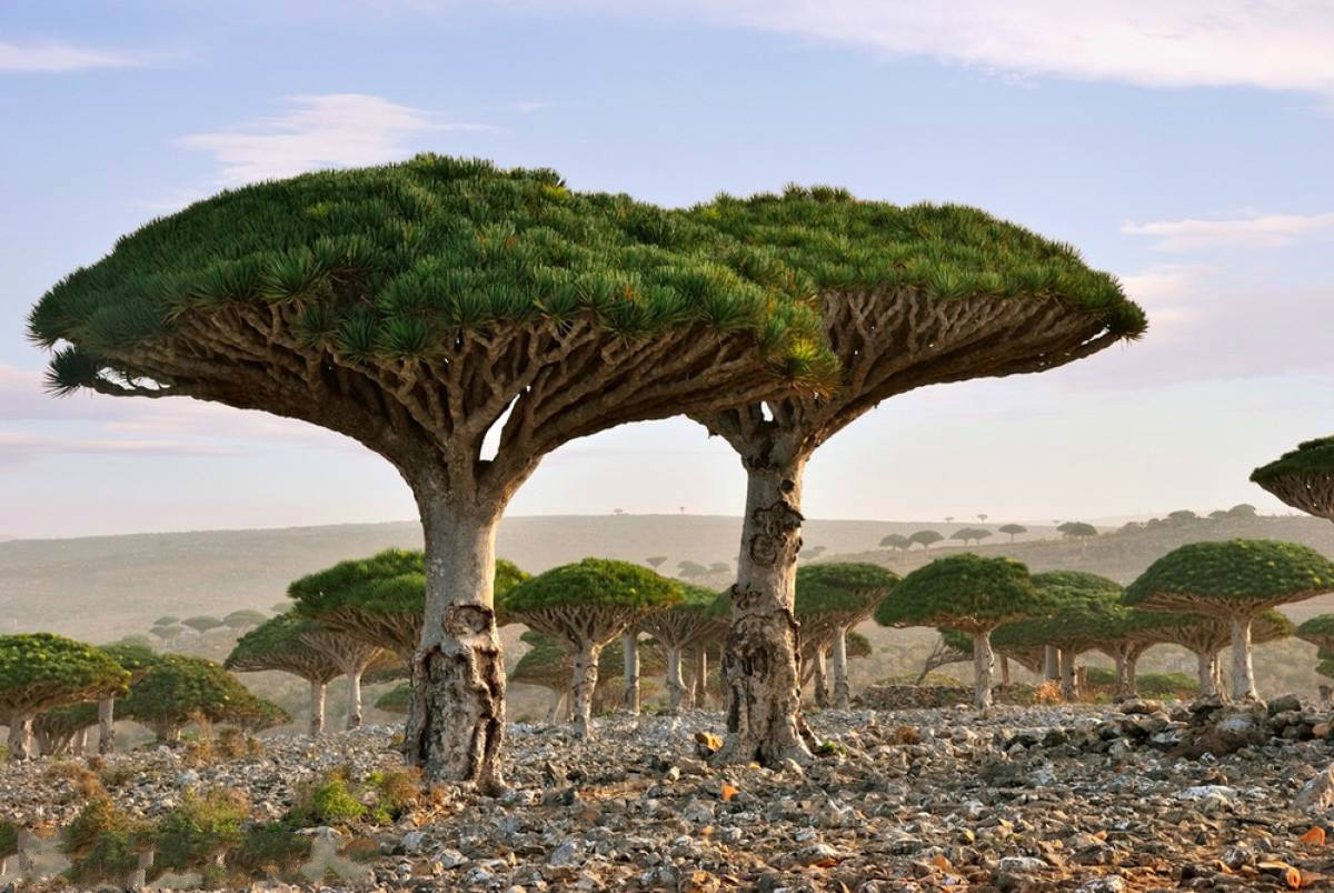 世界上寿命最长的植物图片