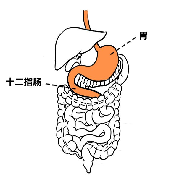 12指肠的位置图片图片