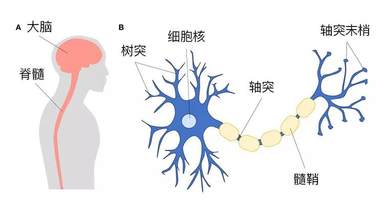 成年人的大腦不會再產生新的神經元那怎麼辦