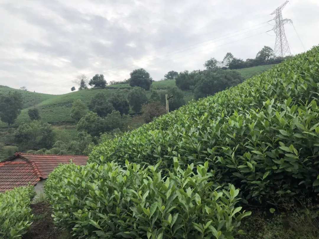 白露節氣裡岙山安吉白茶茶園生長記錄