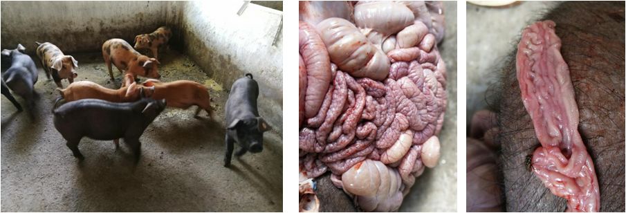 慢性猪瘟结肠病变图图片