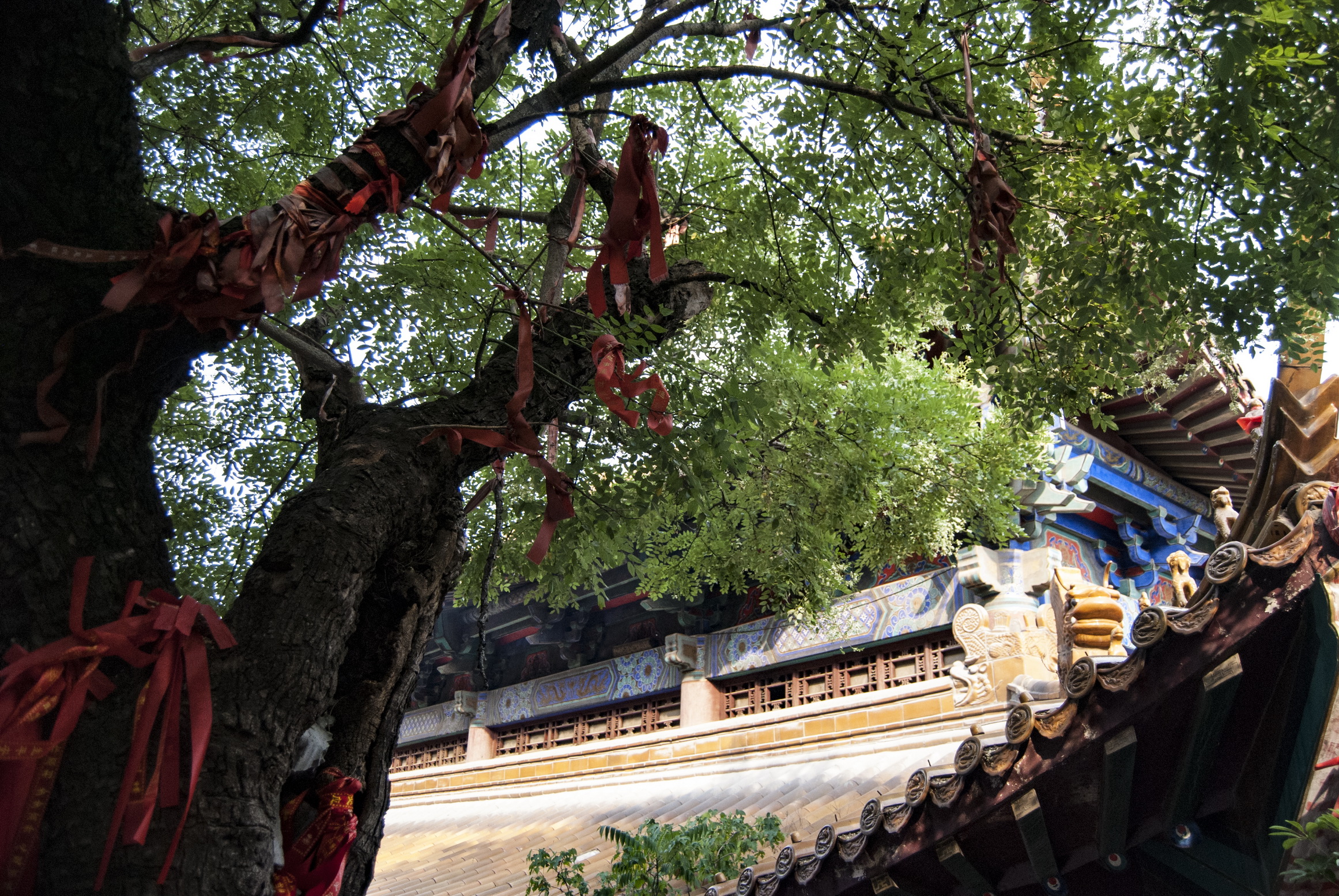 走进云龙山的兴化禅寺寻找徐州60岁四照花和300多年的瓜子黄杨