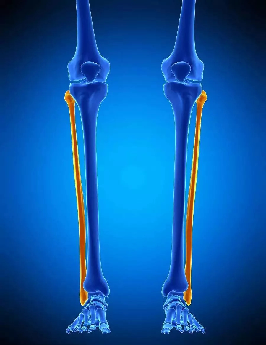 腓骨头位置图片