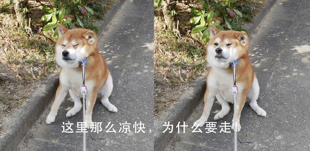 死也不走!一只被主人拖成沙皮,也不愿走一步的柴犬:你是假狗?