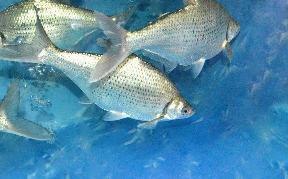 富春江常见鱼种图片