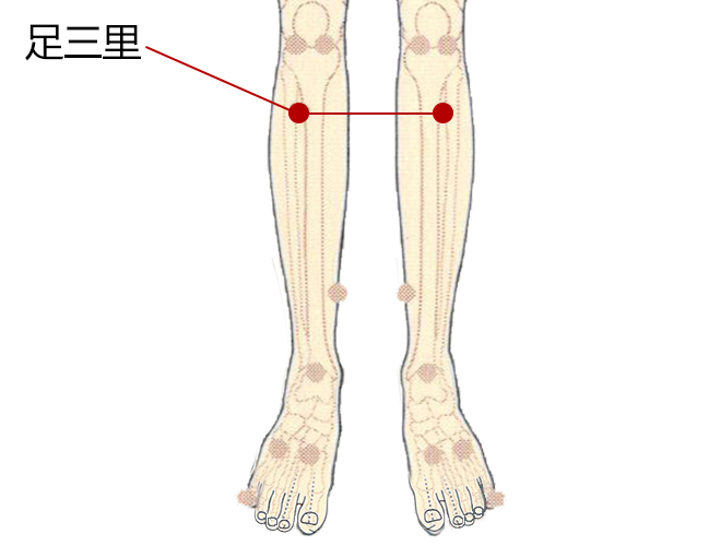 4,三陰交——在小腿內側,當足內踝尖上3寸,脛骨內側緣後方.