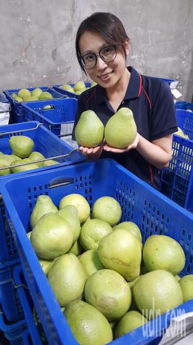 台湾苗栗西湖文旦柚获大陆消费者肯定订单翻倍 栽培