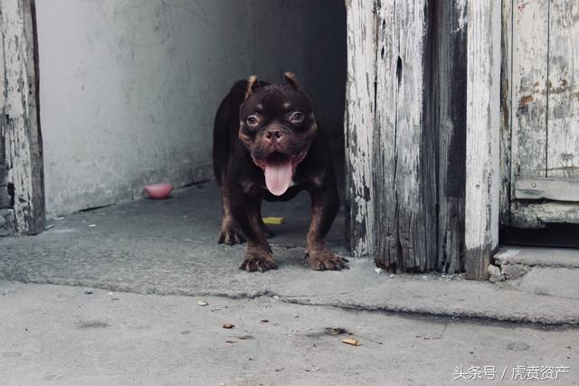 恶霸幼犬图片 灰色图片