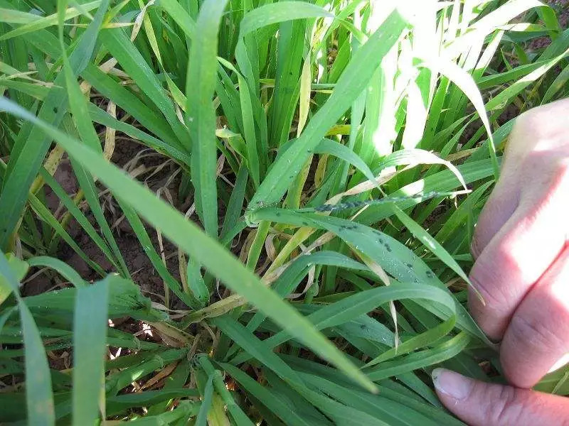 可以用阿維高氯,阿維三唑磷,阿維毒死蜱,樂斯本,三唑磷,高效氟氯氰