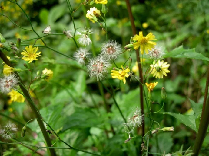 百草園黃鵪菜花語代表喜樂之情