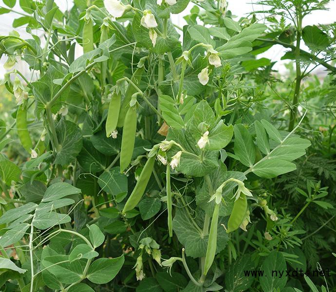 栽培技术:越冬荷兰豆的秋播春收技术