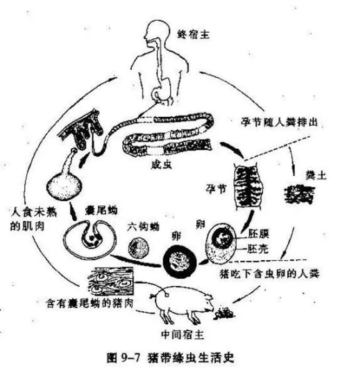 非洲豬瘟來襲,豬肉還能吃嗎?