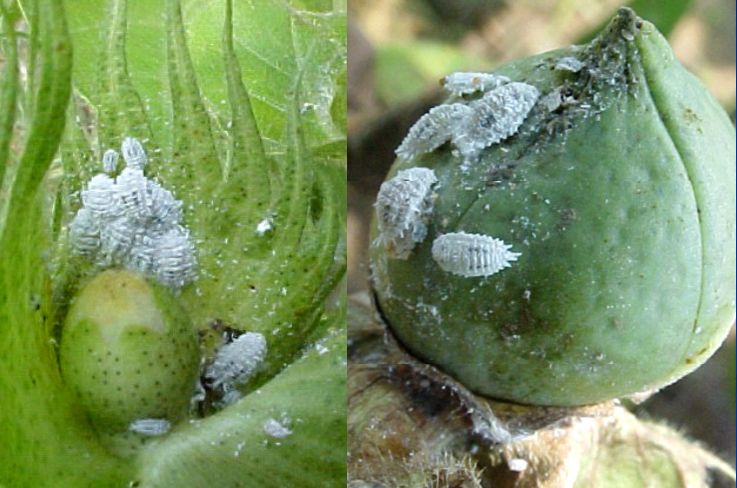 植检小课堂┃这种身披白色蜡粉的虫,你认识吗?