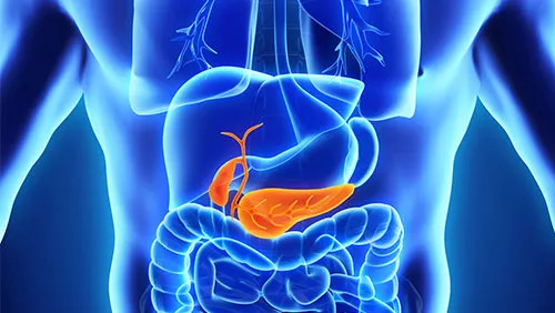 肾和胆囊的位置图图片