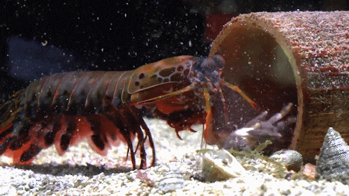 红缟螳螂虾图片