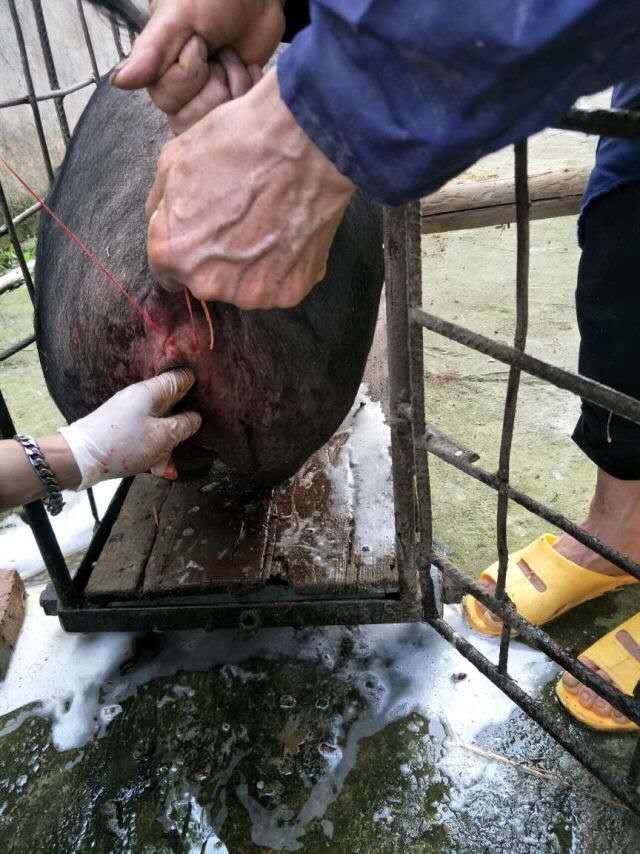 猪肛门的缝合方法图片图片