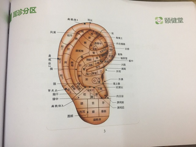 对耳轮分区图图片