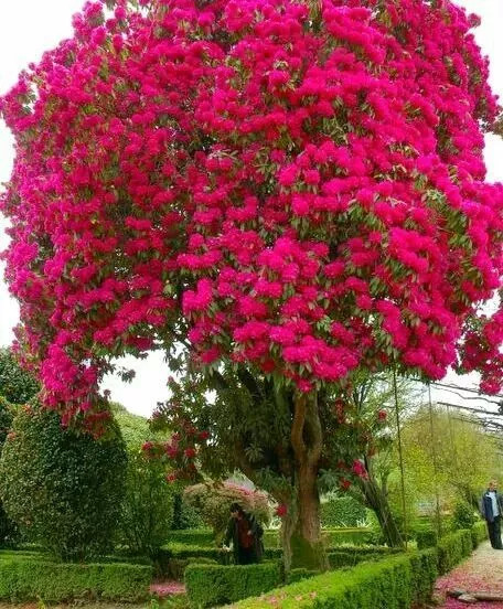 太美了!太美了!你绝对没见过的老树开花!最后一棵成了经典!
